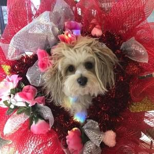 Meet your Posher, Darlene